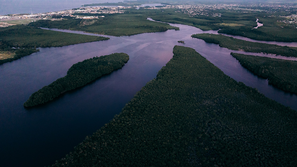 Mangrove-Monitoring