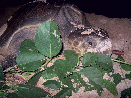 Turtle-Protection-Programme