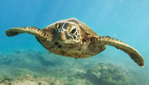 Turtle-Swimming